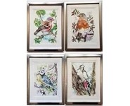 PINSON/MESANGE/ROUGE-GORGE/EPECHE