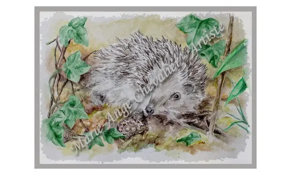 HÉRISSON - Reproduction