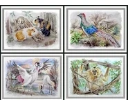 SÉRIE ZOO 3 / Reproductions