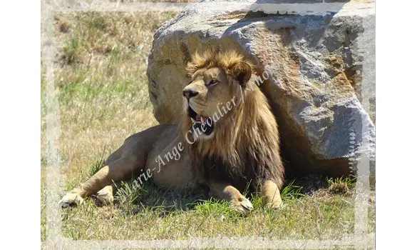 LION d'AFRIQUE - Tableau Aluminium