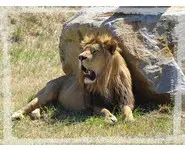 LION d'AFRIQUE - Tableau Aluminium