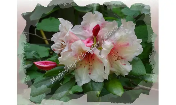 RHODODENDRON - Photo sur Toile