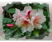RHODODENDRON - Photo sur Toile
