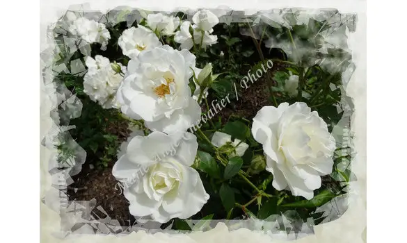 CAMÉLIAS BLANCS - Photo sur Toile