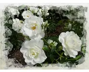 CAMÉLIAS BLANCS - Photo sur Toile