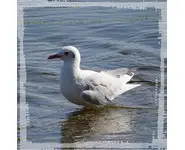 MOUETTE - Photo sur Plexiglas