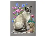 SIAMOISE - Reproduction